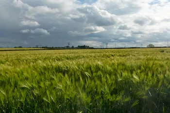 Barley field storm clouds.jpg